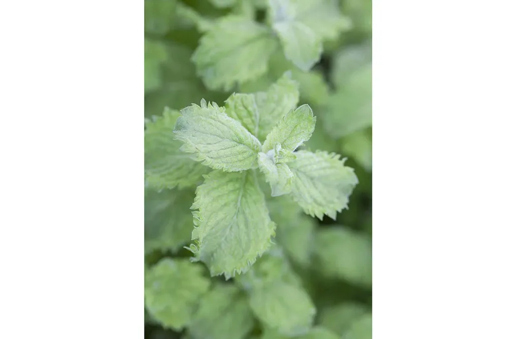 Naturaplan Mojito-Minze | ⌀ 13 cm
