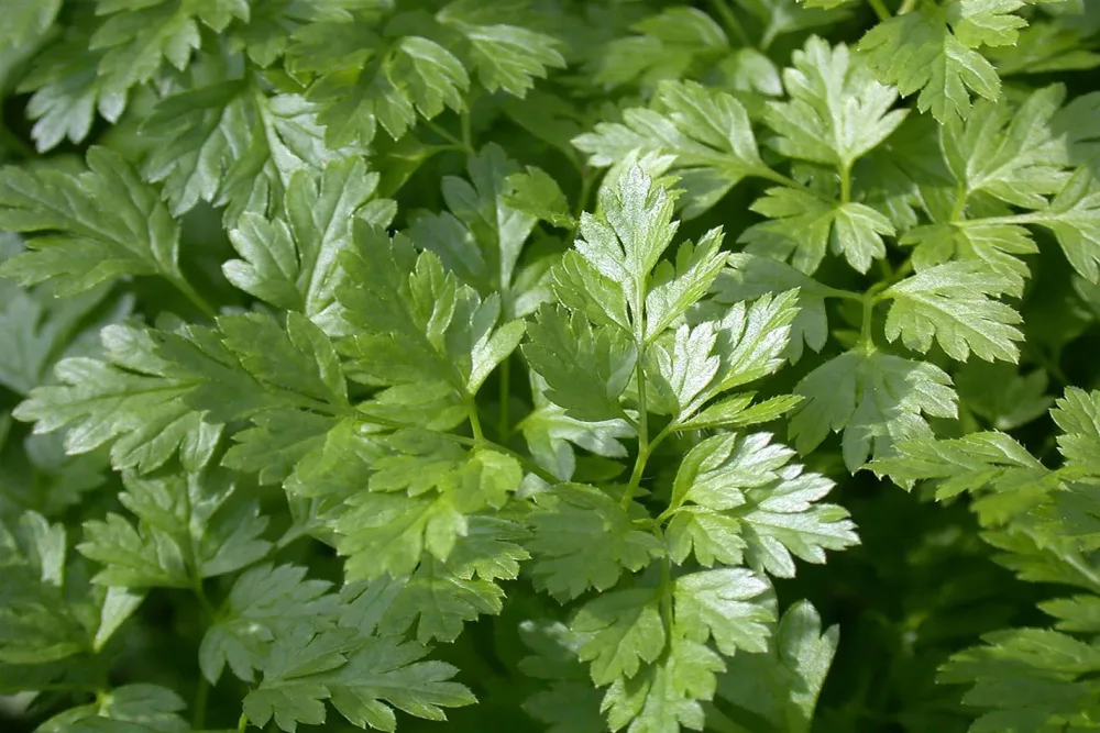 Naturaplan Glatte Petersilie | ⌀ 13 cm