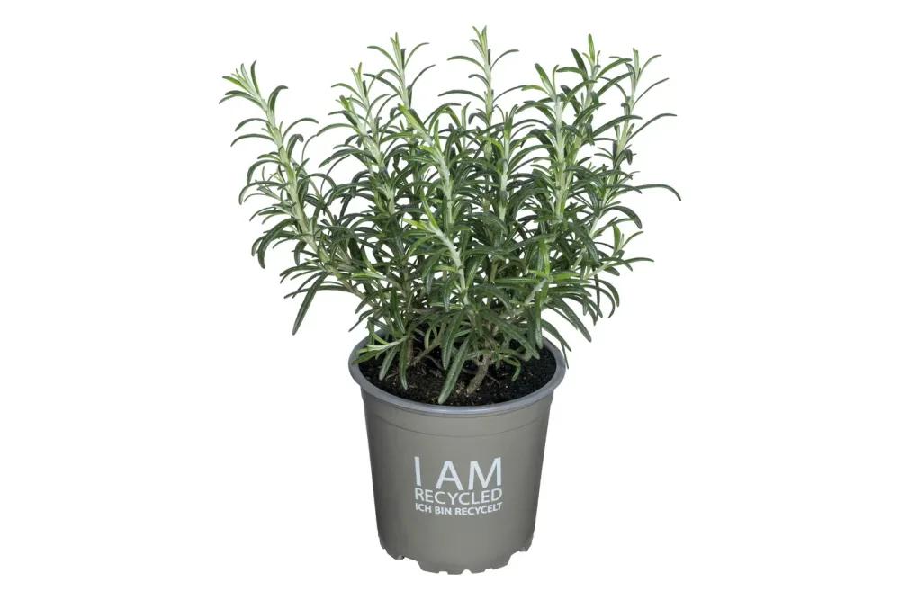 Rosmarin (Rosmarinus officinalis), Topfgrösse Ø13cm