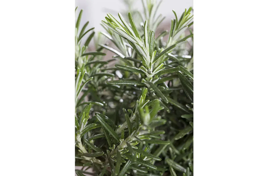 Naturaplan Mattenförmiger Garten-Rosmarin | ⌀ 13 cm