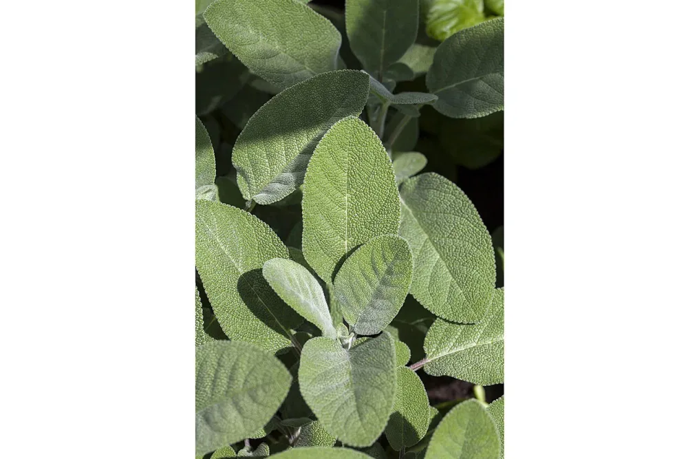 Naturaplan Bio-Salbei | ⌀ 13 cm