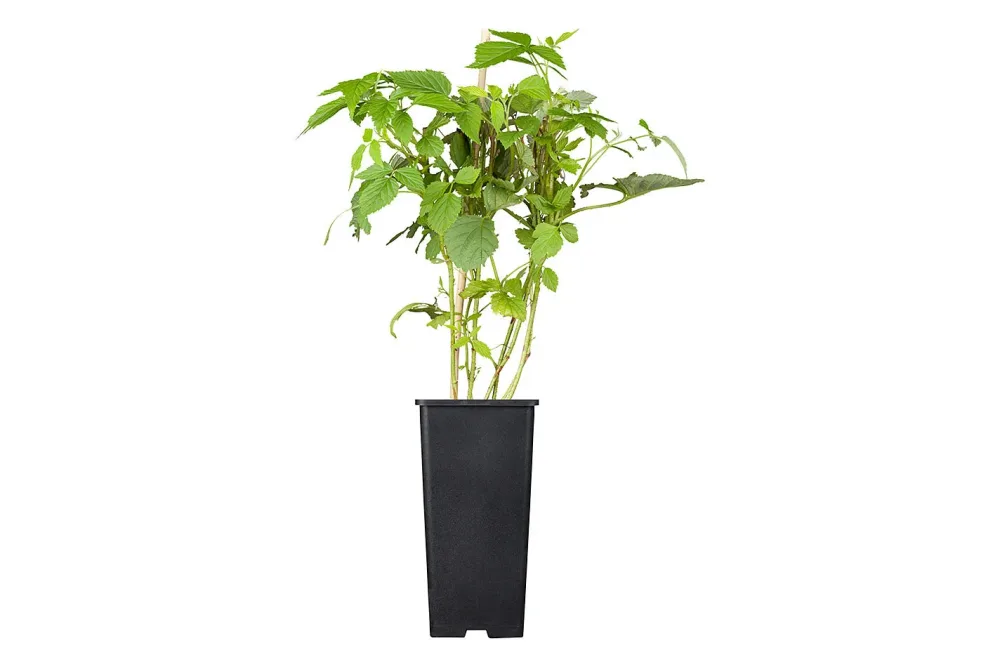 Naturaplan Himbeere Rubus idaeus 'Willamette' | ⌀ 17 cm