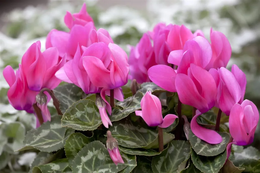 Cyclamen Ø15