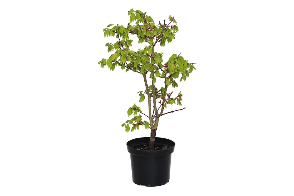 Japanischer Goldahorn - Acer shirasawanum Aureum 30-40cm inklusive Topf