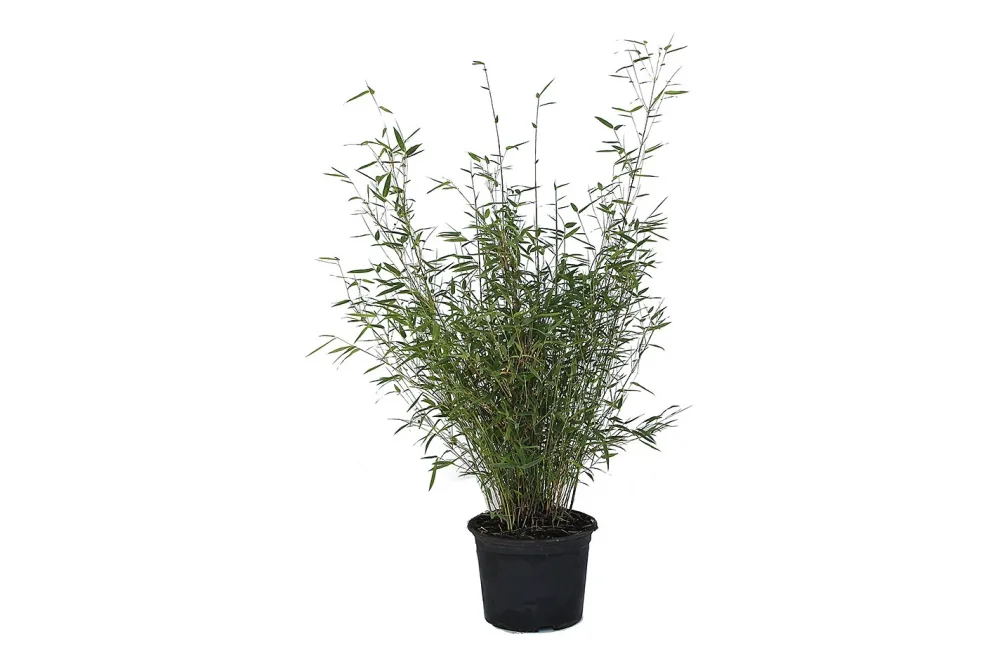 Schirmbambus Fargesia 'Rufa' 40-60cm inklusive Topf