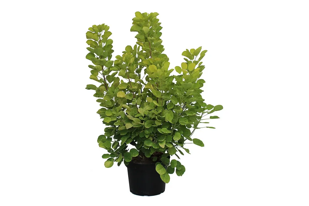 Gold-Perückenstrauch - Cotinus coggygria Golden Spirit 30-40cm