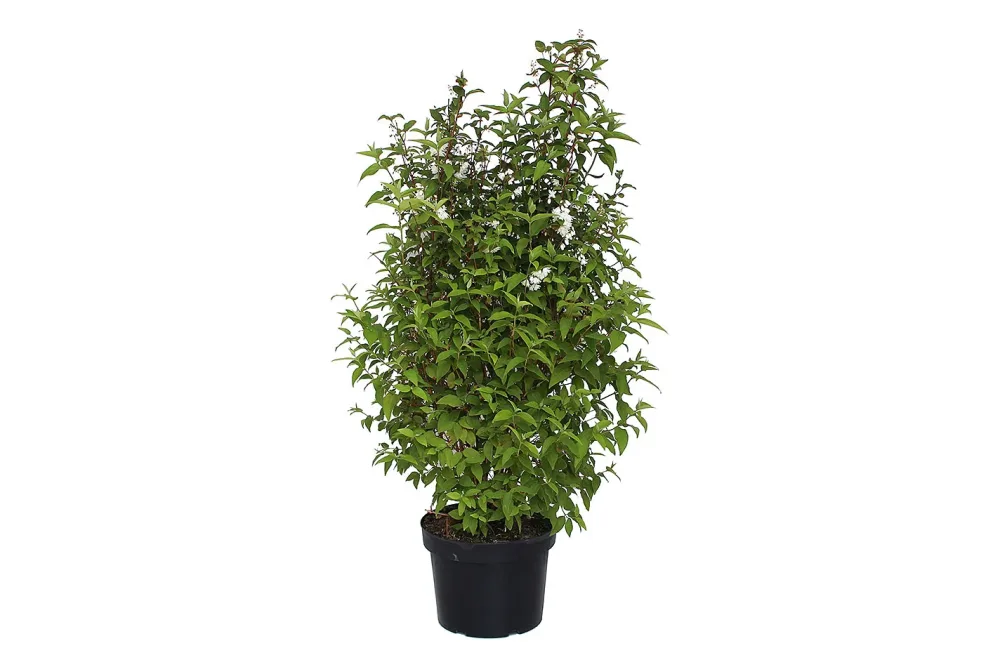 Deutzie - Deutzia Pride of Rochester 80-100cm