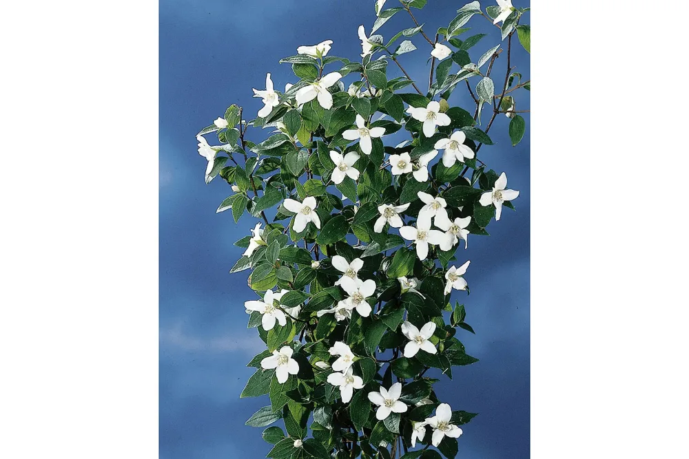 Gartenjasmin - Philadelphus Silberregen 100-125cm inklusive Topf