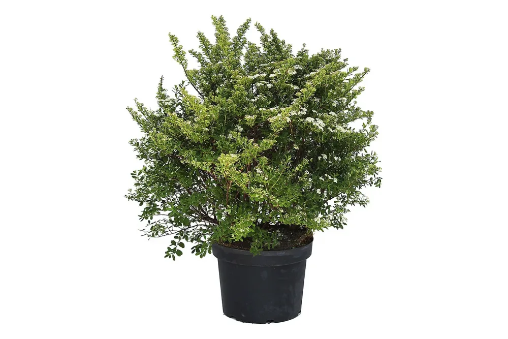 Spierstrauch - Spiraea nipponica Snowmound 80-100cm inklusive Topf