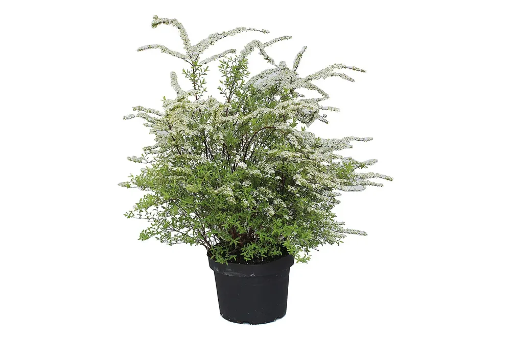 Braut-Spiere - Spiraea cinerea Grefsheim 80-100cm inklusive Topf