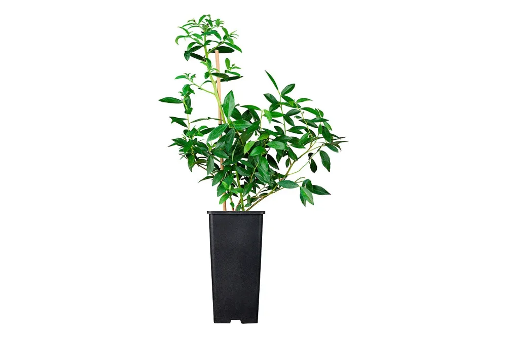 Heidelbeere 'Pink Lemonade' (Vaccinium corymbosum 'Pink Lemonade'), Topfgrösse Ø21cm