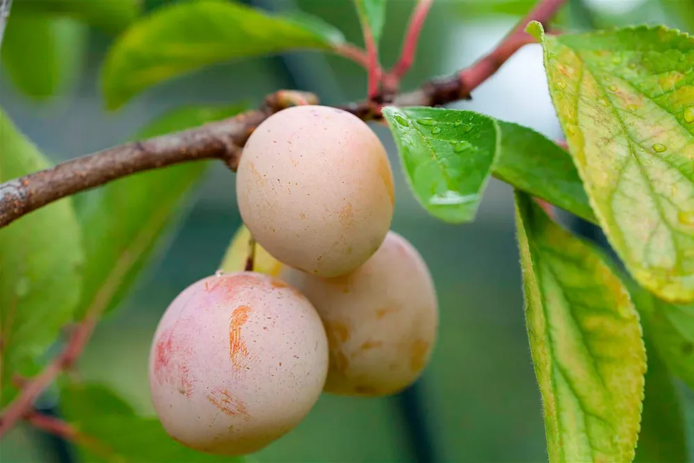 Mirabelle 'Von Nancy' (Prunus domestica subsp. syriaca 'Mirabelle von Nancy'), 120-140 cm inklusive Topf