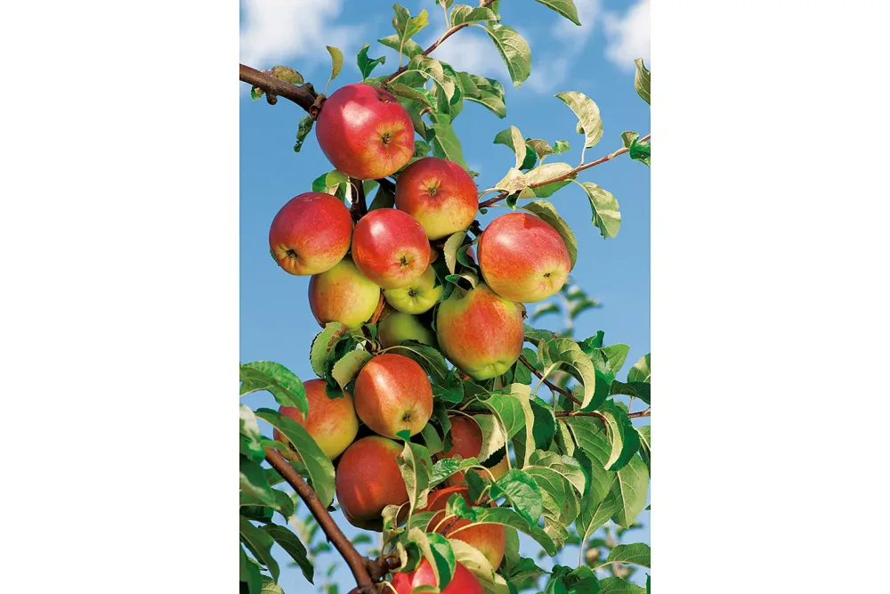 Apfel Rewena® 120-140cm inklusive Topf