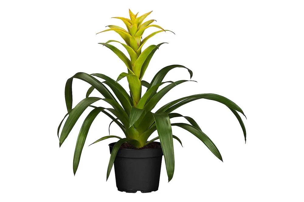 Qualité & Prix Guzmania | ⌀ 12 cm