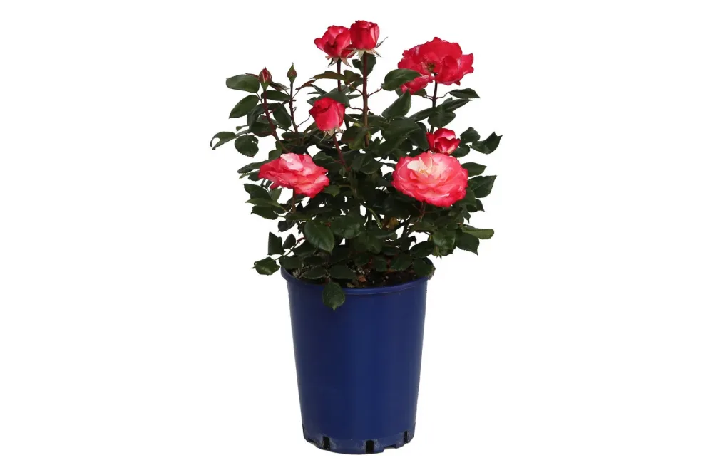 Edelrose 'Nostalgie'®(Rosa 'Nostalgie'®), TopfgrösseØ25cm
