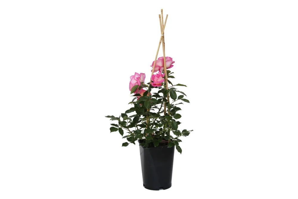 Strauchrose 'Ghita Renaissance'®(Rosa 'Ghita Renaissance'®), TopfgrösseØ25cm