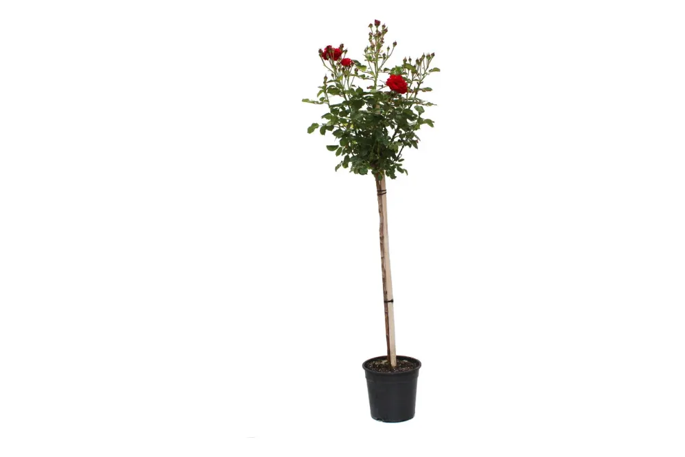 Beetrose 'Nina Weibull'®(Rosa 'Nina Weibull'®, Stamm), TopfgrösseØ29cm