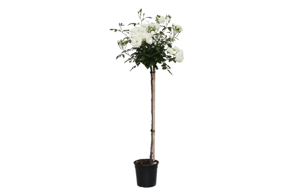 Strauchrose 'Schneewittchen'®(Rosa 'Schneewittchen'®, Stamm), TopfgrösseØ29cm
