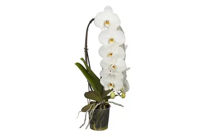Schmetterlingsorchidee 'Formidablo' | ⌀ 12 cm