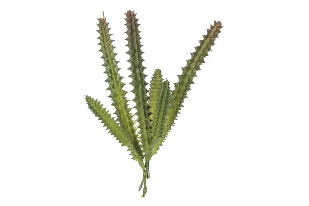 Glorex Hylocereus Undatus Kunstpflanze | 15 cm