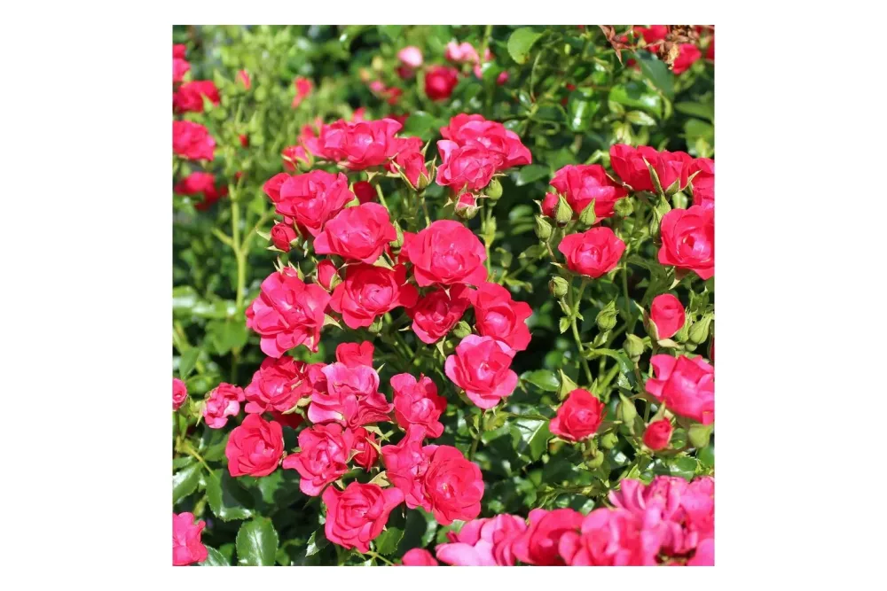 Rose 'Balou' Ø 25 cm | 50-60 cm inkl. Topf