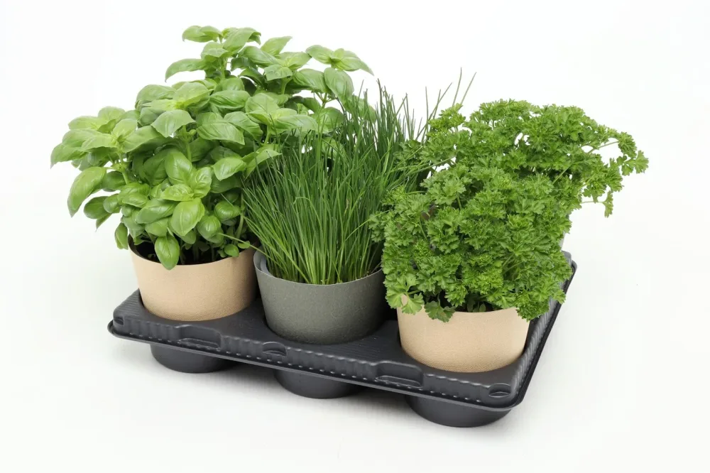 Kräuterset Bio Topmix 6er UT