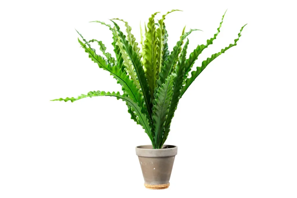 Mica Künstliche Asplenium im Topf Grau | 66 × 54 cm