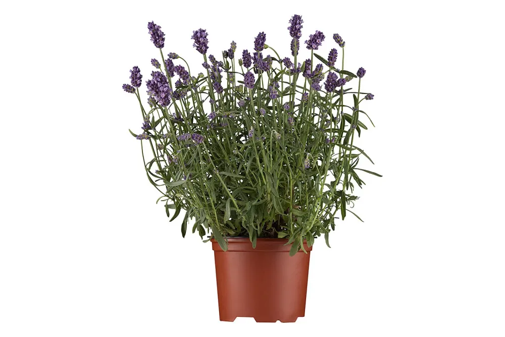 Lavendel Angustifolia Hidcote Ø12cm