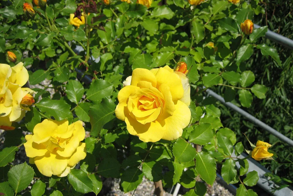 Rose 'Golden Bunny Fl'® TopfgrösseØ29cm