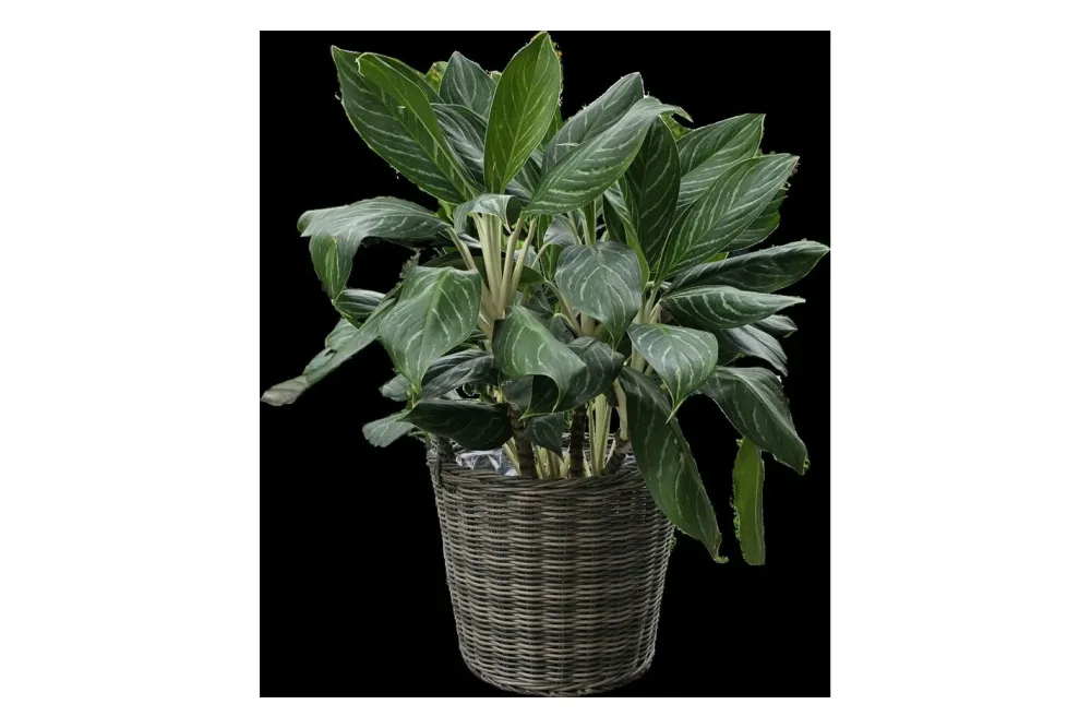 Jardin Royal Korb bepflanzbar Bieno | Ø 28 x 24 cm | Grau