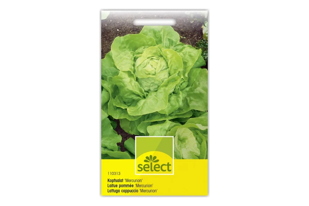 Select Kopfsalat Mercurion