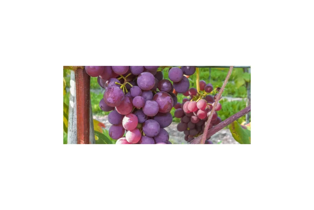 Robustarebe® Vanessa rosé kernarm | 100-120 cm inklusive Topf