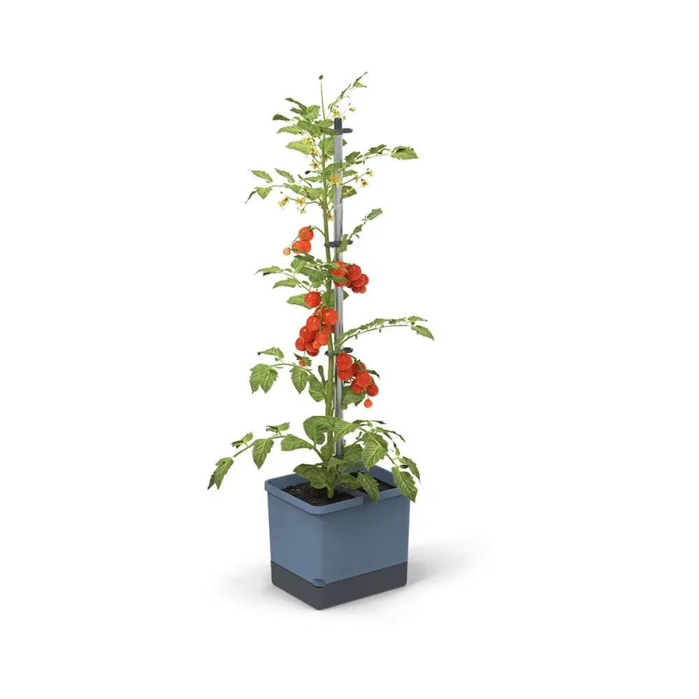 Gusta Garden Tom Tomato Tomatentopf blau