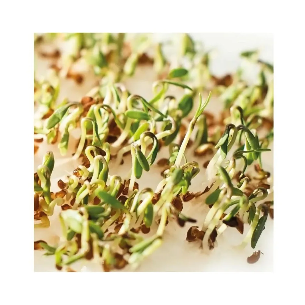 Gusta 600B04 Samen Microgreens Kresse
