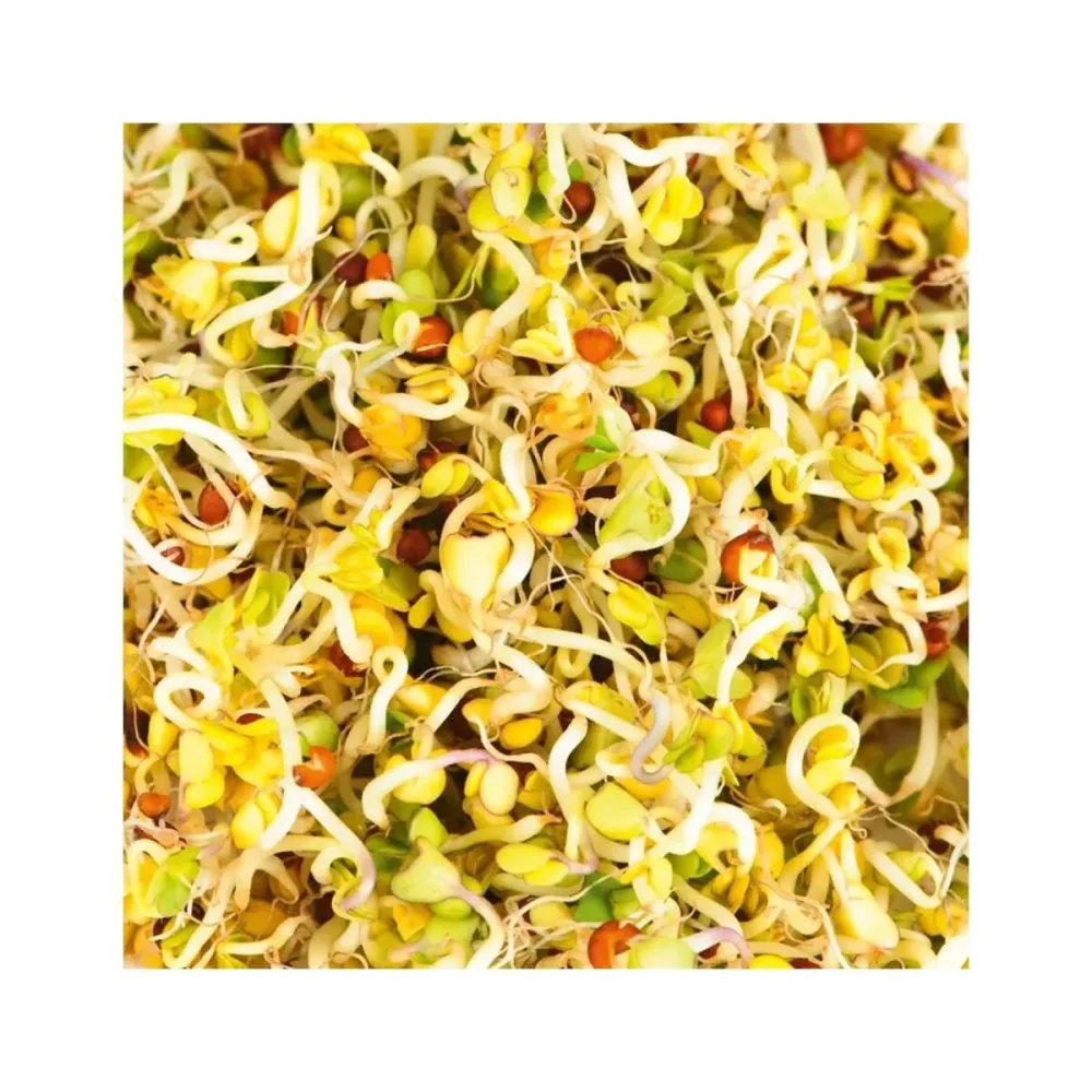 Gusta 600B03 Samen Microgreens Brokkoli