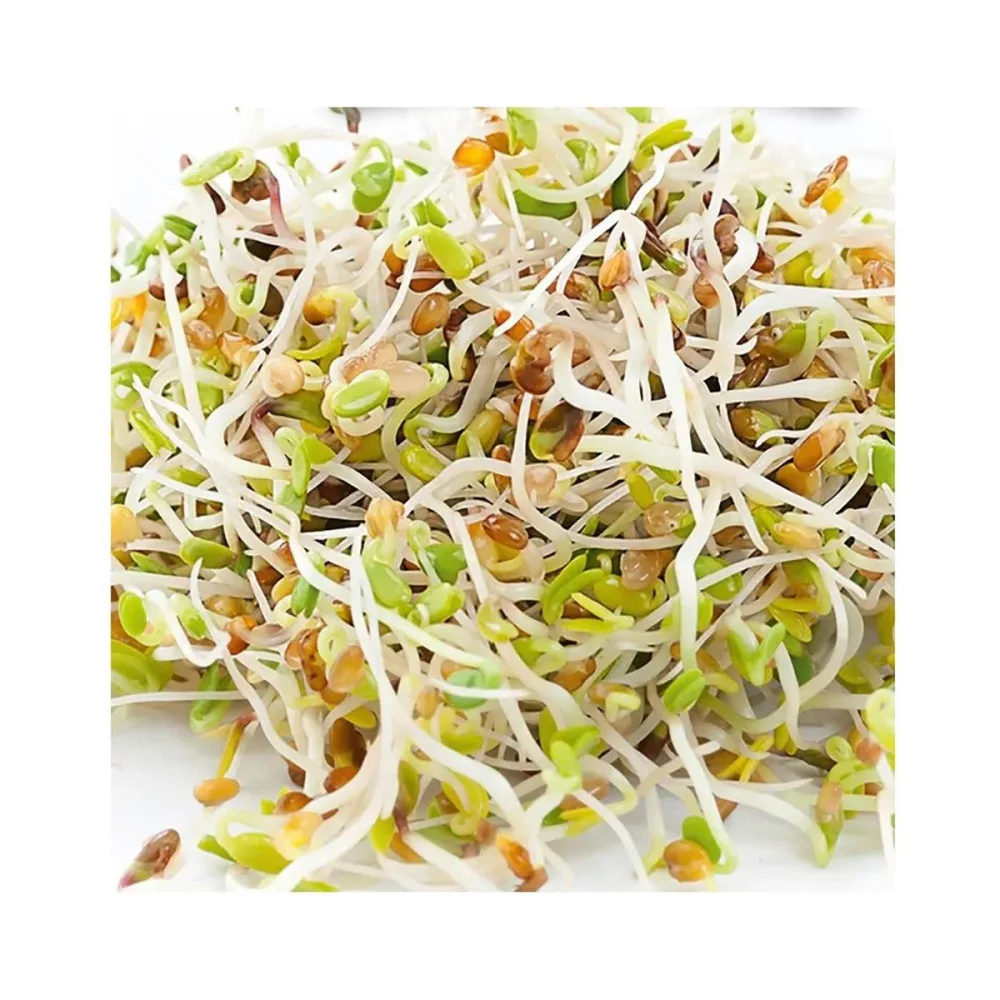 Gusta 600B06 Alfalfa Samen Microgreens