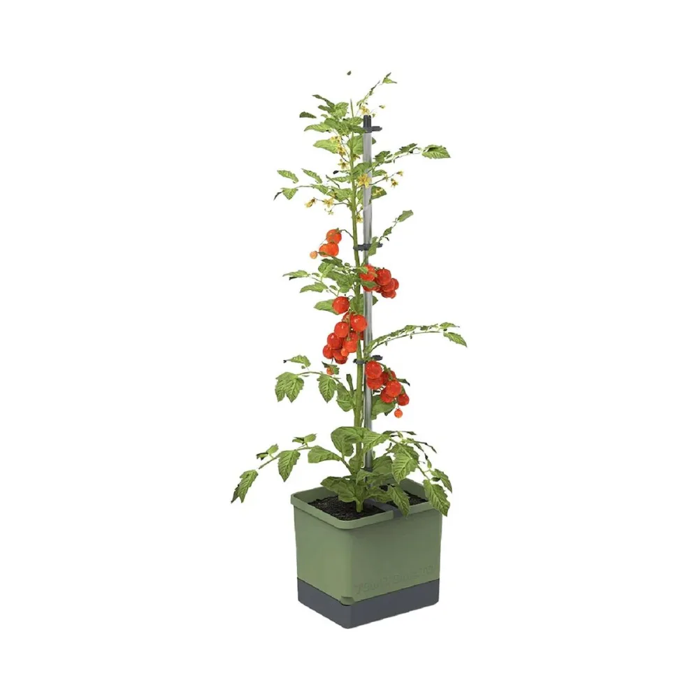 Gusta 103610 TOM TOMATO Anzuchtset Dunkelgrün