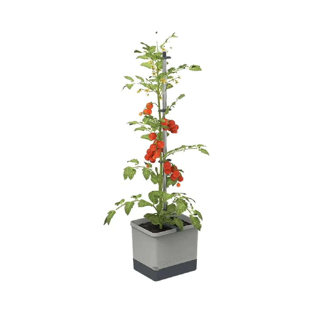 Gusta 100610 TOM TOMATO Anzuchtset Hellgrau