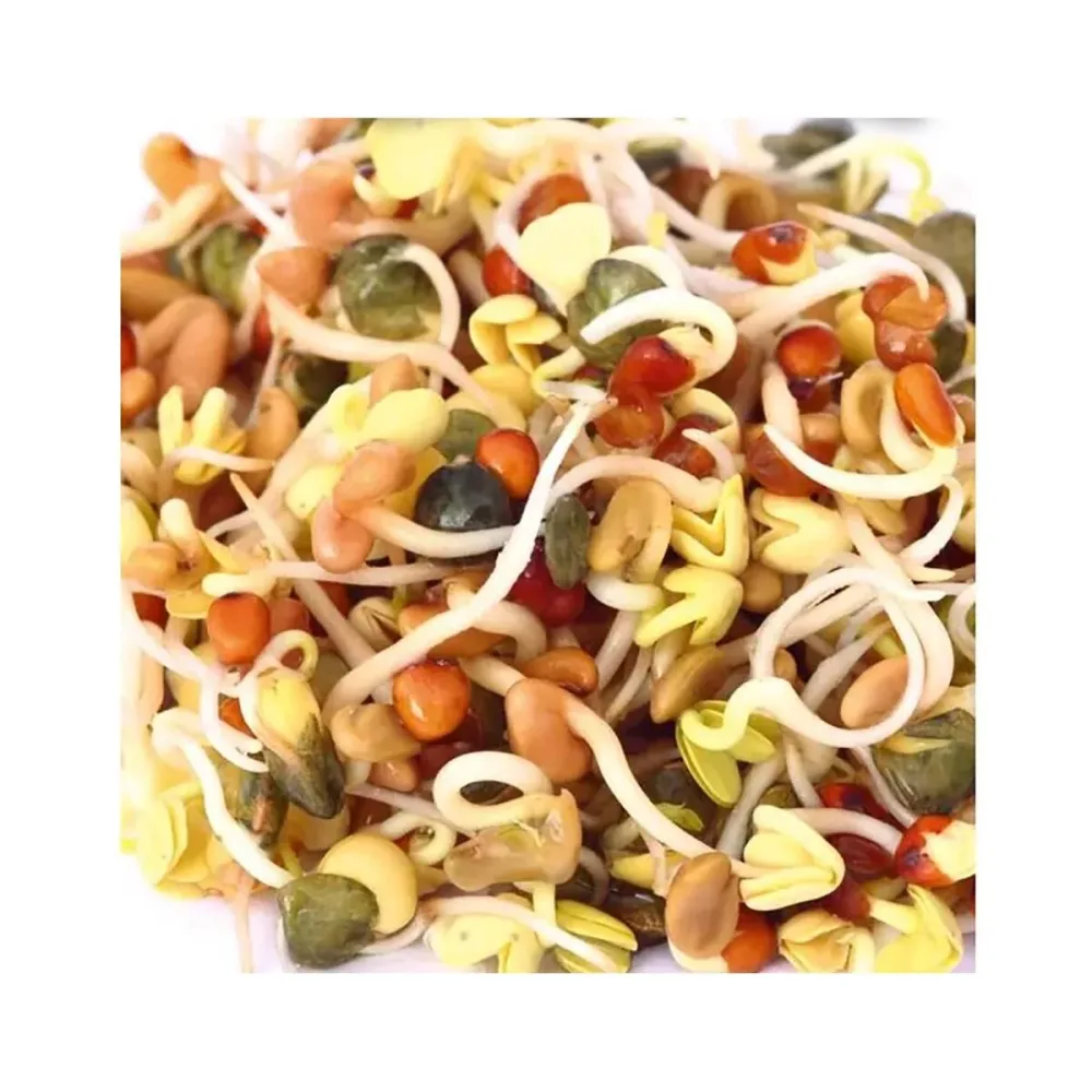Gusta 600B02 Samen Microgreens Daikon-Rettich