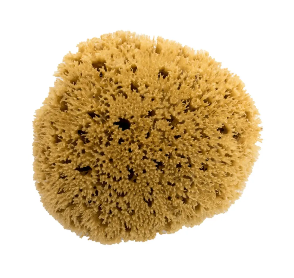 BELLINI BA-SAG12 Honeycomb No. 12 Naturschwamm