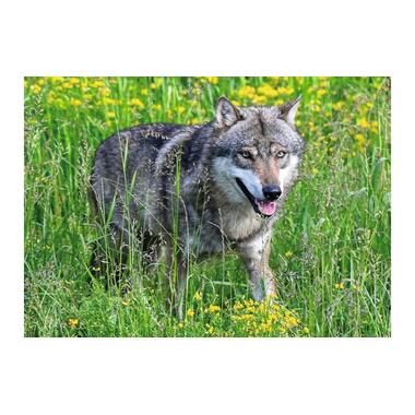 Ravensburger - Wolf im Natur- und Tierpark Goldau, 1000 Teile, Multicolor