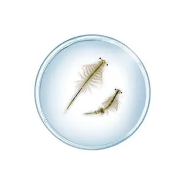 Kosmos Fun Science Salzkrebse (Pflanzen und Tierwelt)