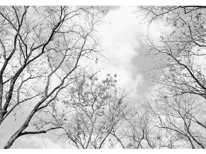 Tapete FOREST 3-teilig vliesfaser weiss 312x219x1cm