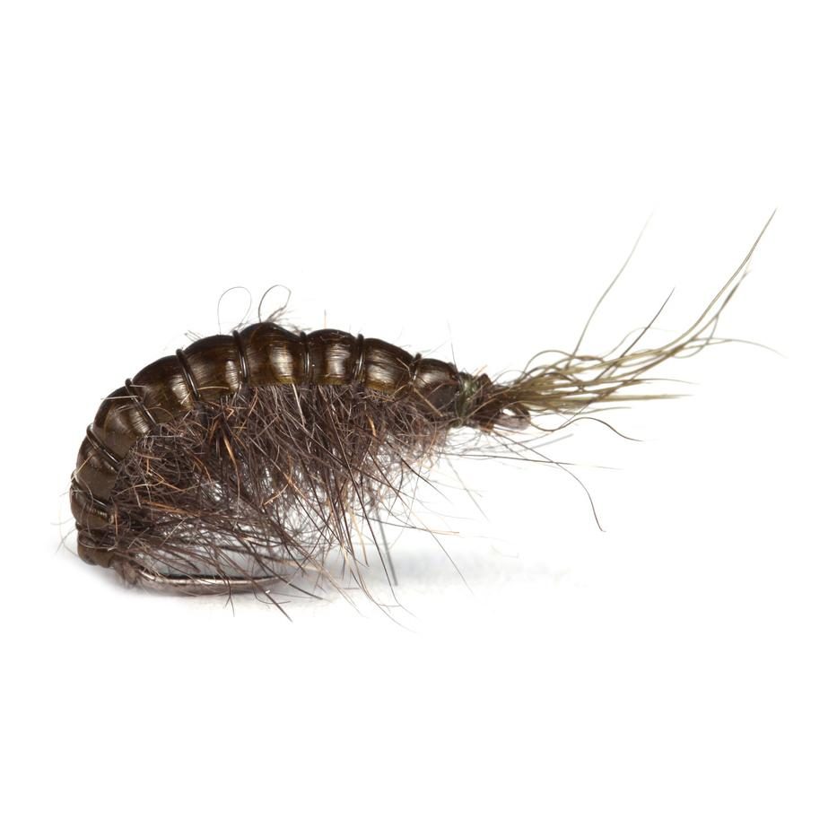 Guideline Scud - Nymphe