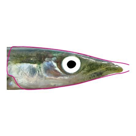 Pro Sportfisher Pro Sand eel foil - Folie