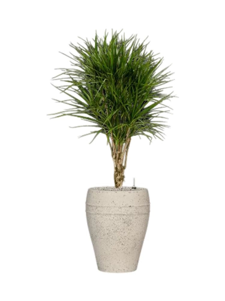 Pflanzen Arrangement „Dracaena marginata in Mediterranean“, Höhe 140-150 cm Baq Design