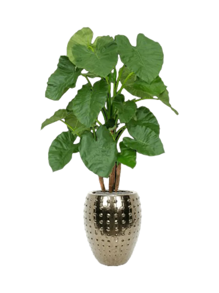 Pflanzen Arrangement „Alocasia in Laos“ Ø 60 x 170-180 cm Baq Design