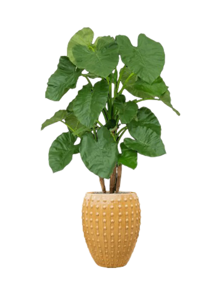 Pflanzen Arrangement „Alocasia in Laos“ Ø 60 x 170-180 cm Baq Design