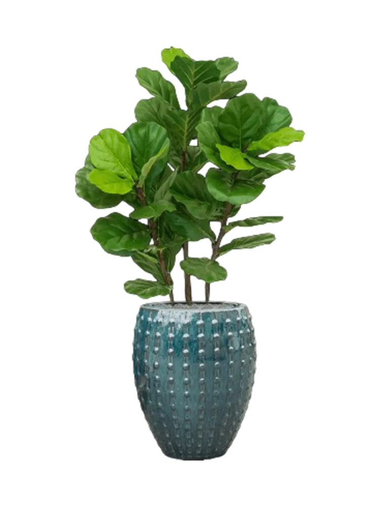 Pflanzen Arrangement „Fiddle Tree in Laos“ Ø 60 x 140-150 cm Baq Design