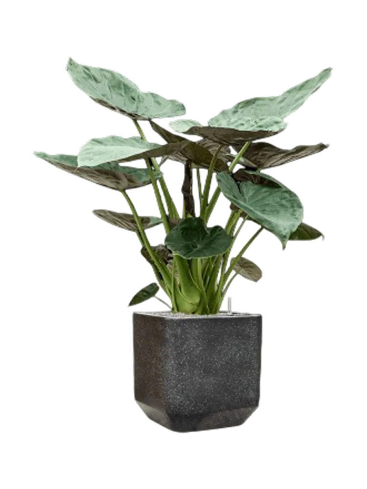 Pflanzen Arrangement „Alocasia Wentii in Baq Terrazzo“, Höhe 145-155 cm Baq Design